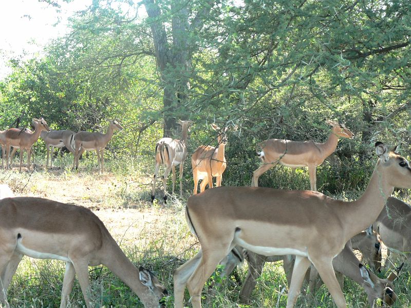 JAR 128.JPG - Gazelí stádo.